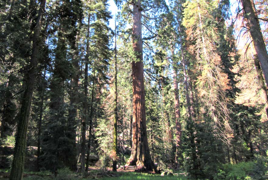 Grant Grove Village Activity 3