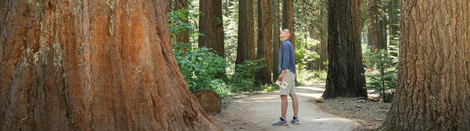 Sequoia National Park 21 Promo