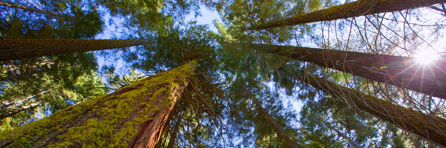 Redwood and Sequoias Banner