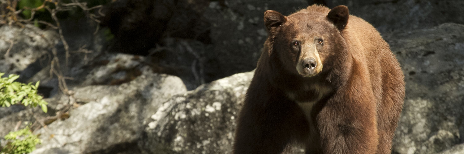 Wildlife Viewing Banner