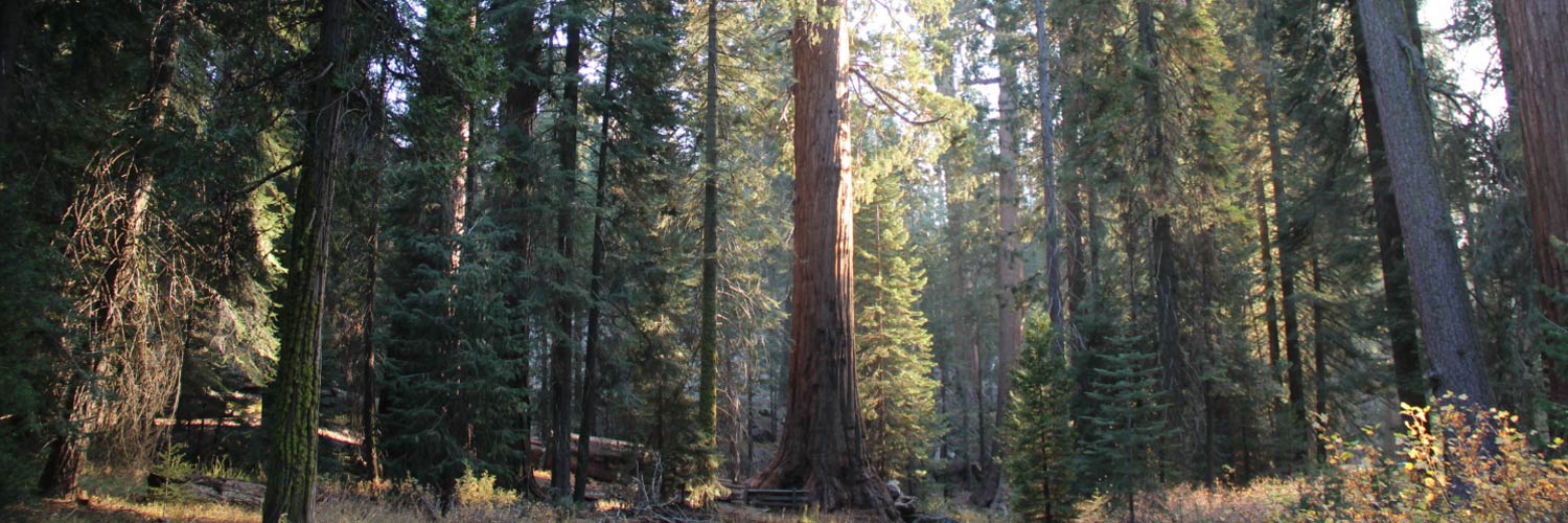 Sequoia National Forest Banner