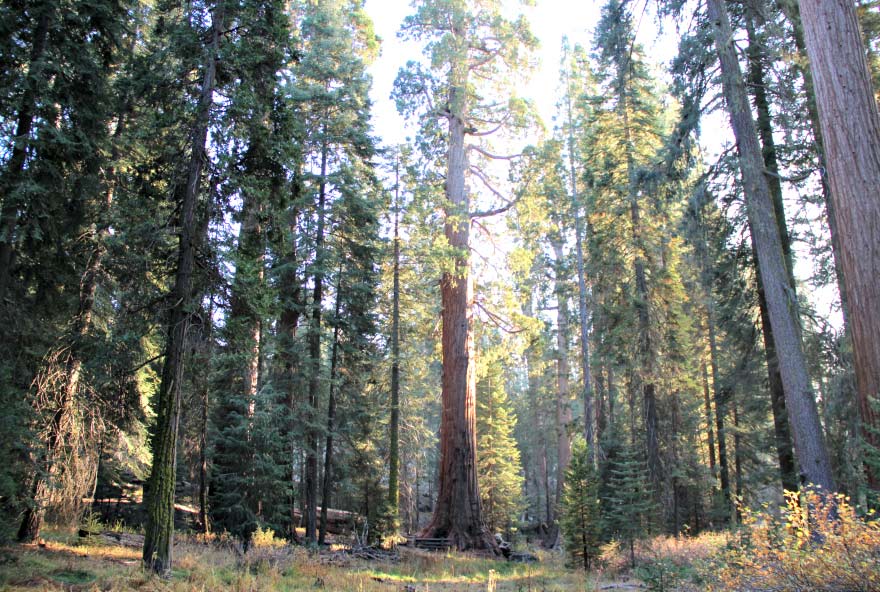 Sequoia National Forest