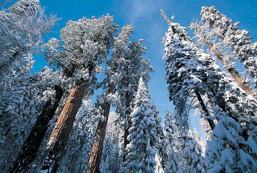 Snow-covered tree tops