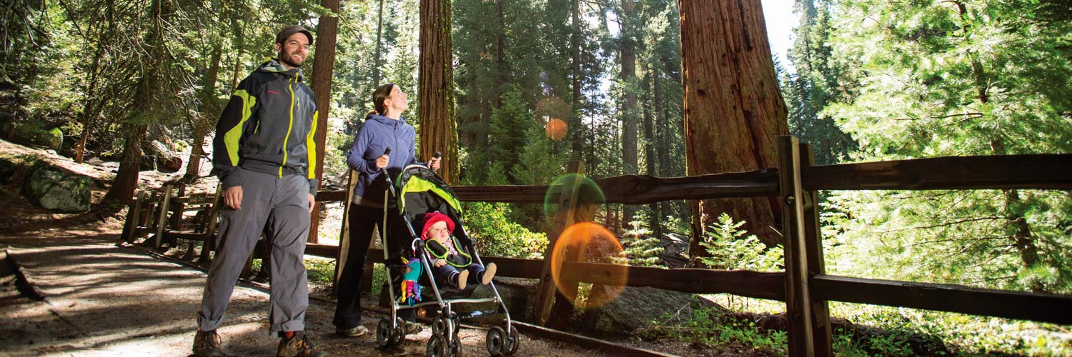 A family exploring Grant Grove