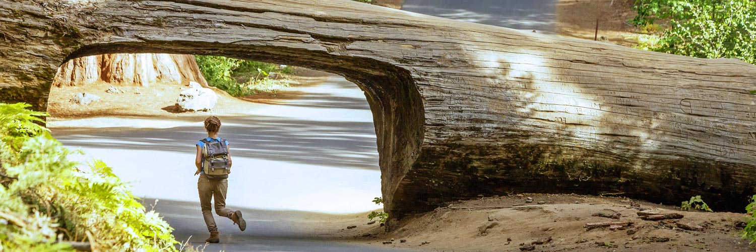 A Sequoia visitor runs underneath Tunnel Log
