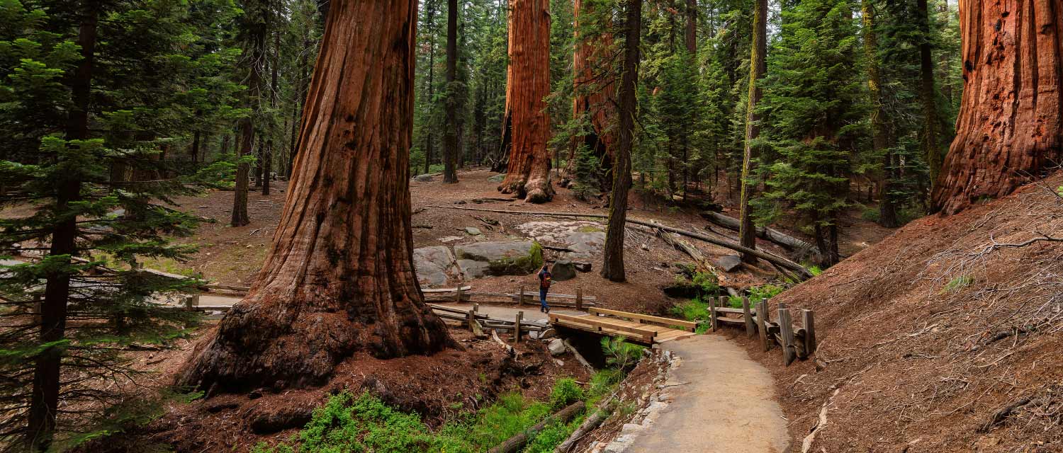 A park visitor gazes at giant sequoia trees in Sequoia National Park
