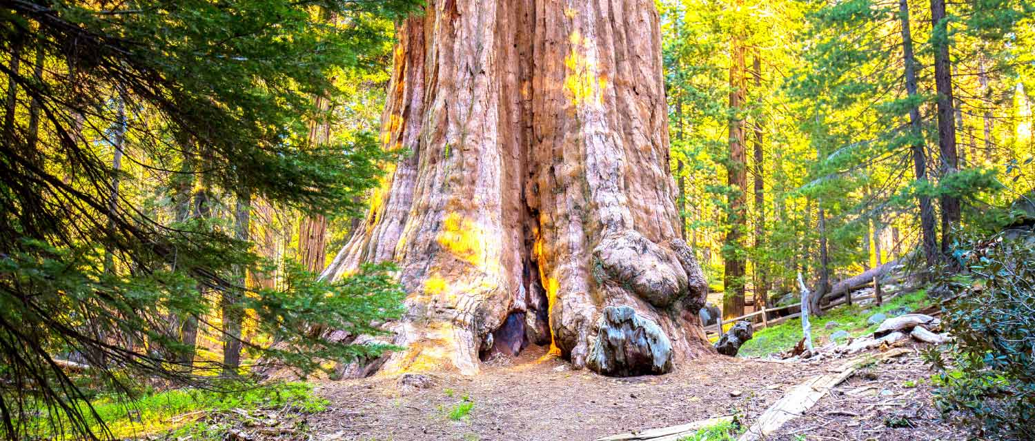 The General Grant Tree is located in Grant Grove in Kings Canyon National Park