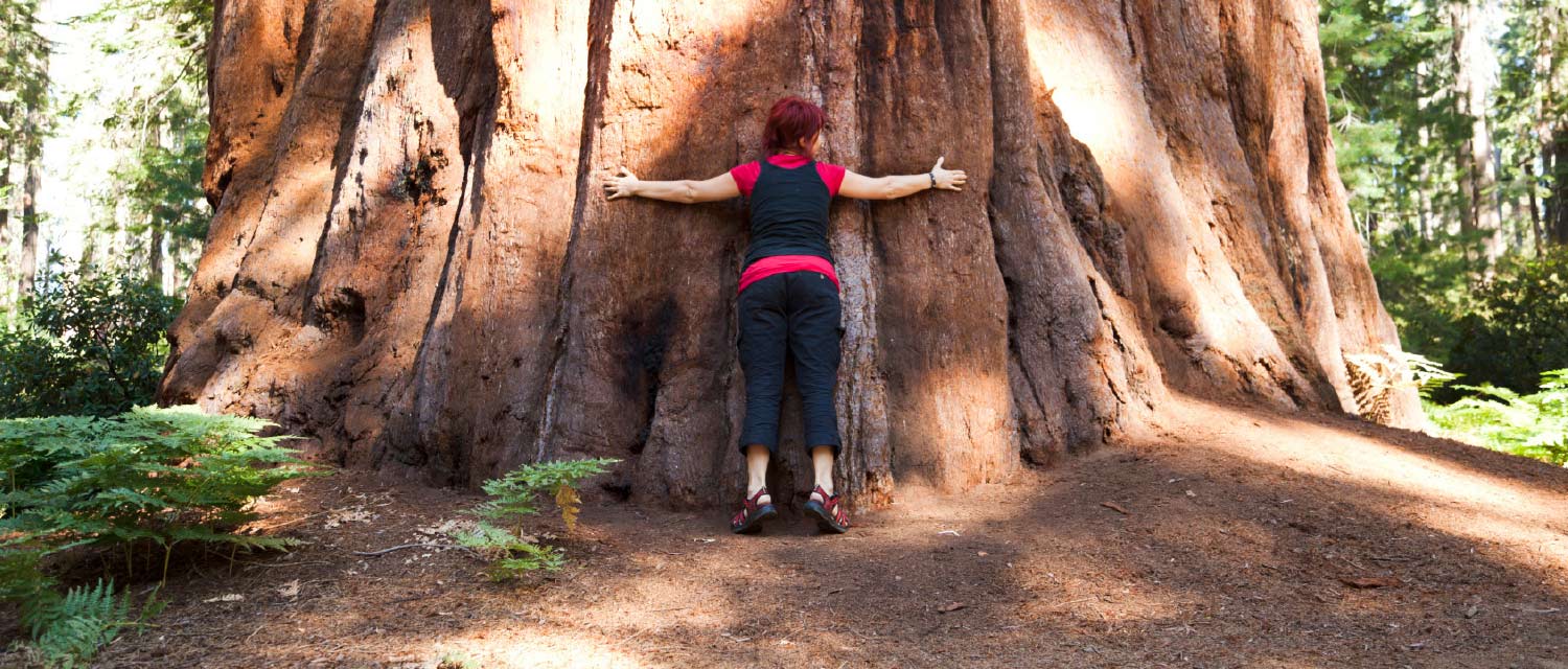 A park visitor embraces a giant sequoia tree