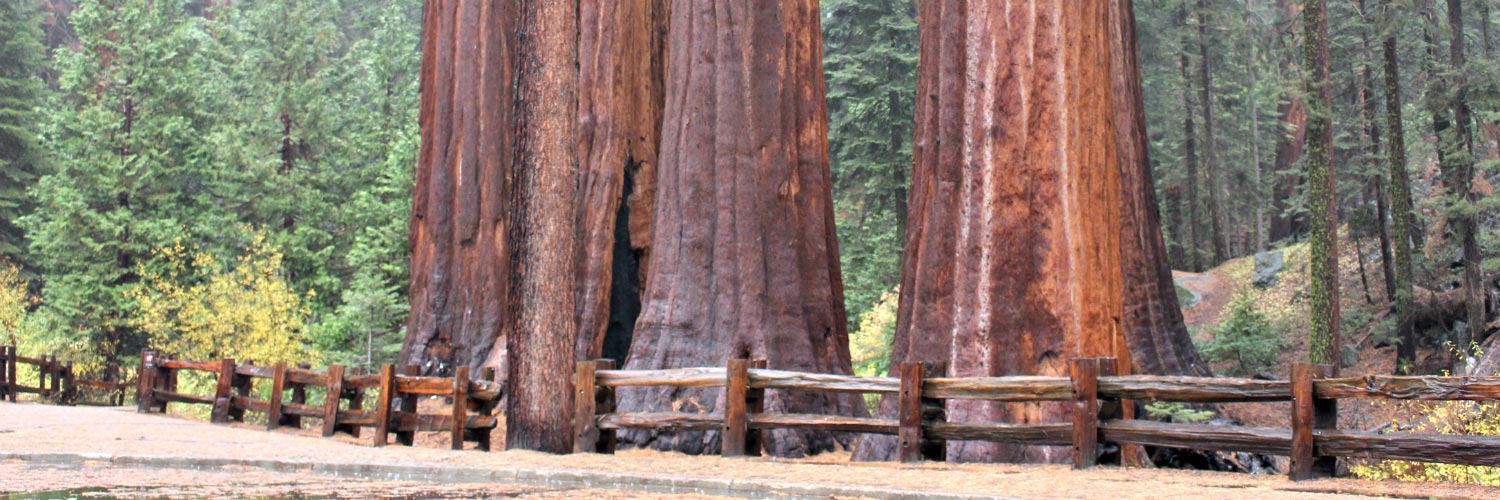Sequoia Lodging Banner