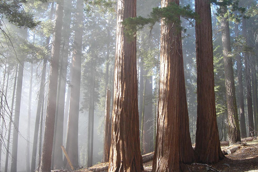 Sequoia Grove