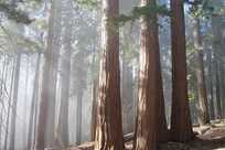 Sequoia Grove