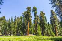 Sequoia Trees