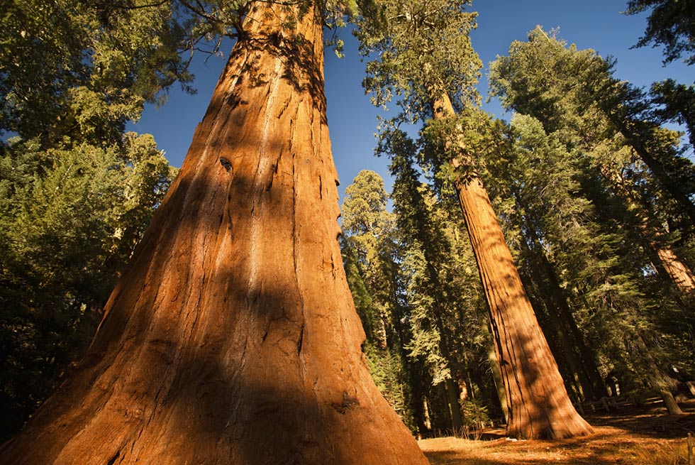 Grant Grove Kings Canyon