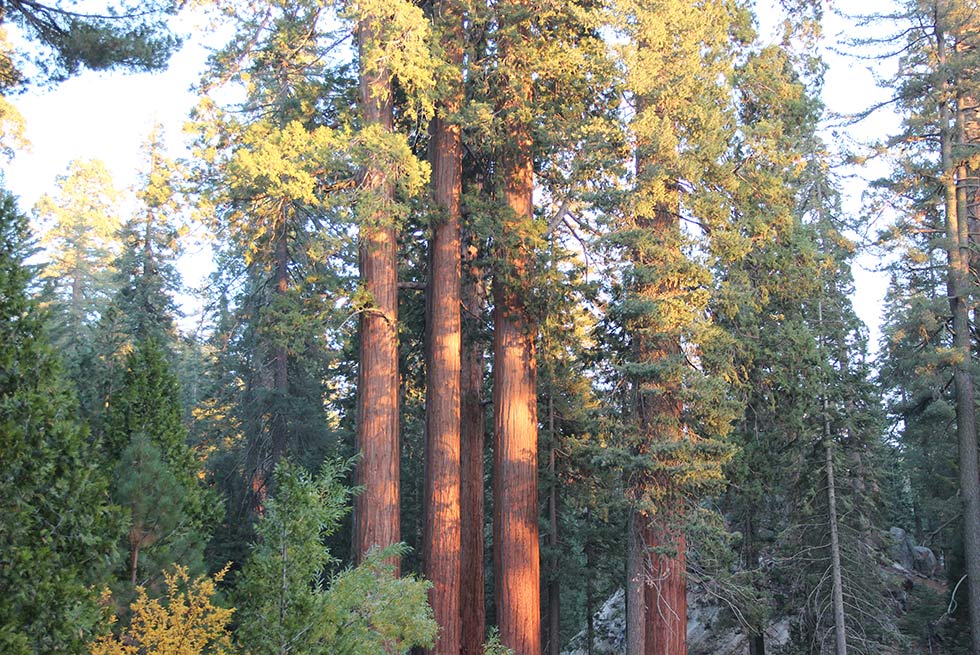 Sequoia Trees Group