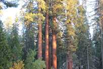 Sequoia Trees Group
