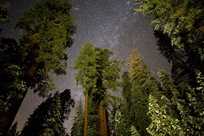 Sequoia Trees Night