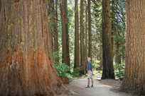 Sequoia Trees Man