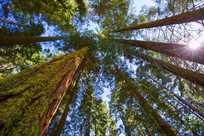 Sequoia Trees Looking Up