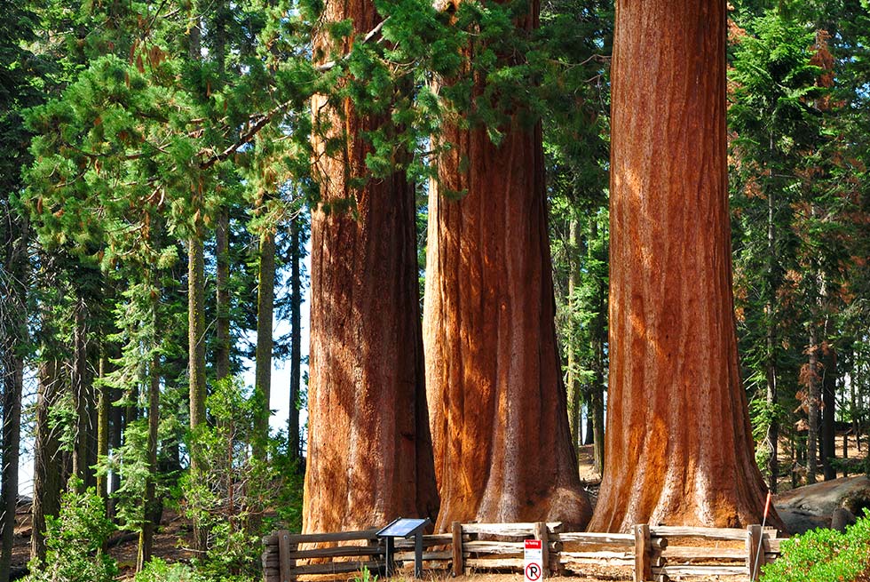 Sequoia Tree Group