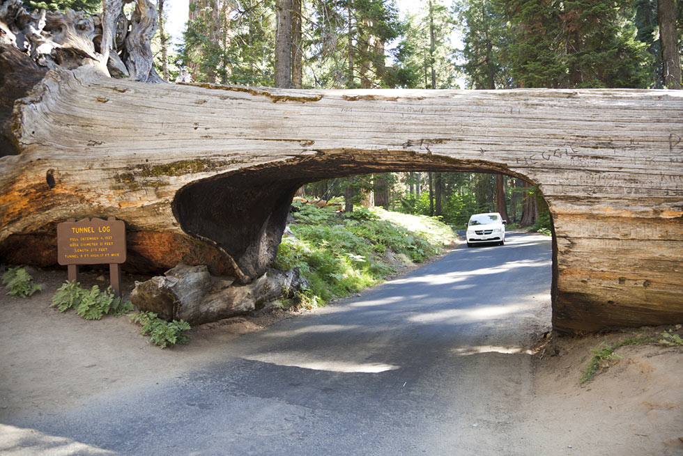 Tunnel Log Sequoia National Park